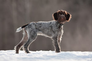 German Rough-haired Pointer